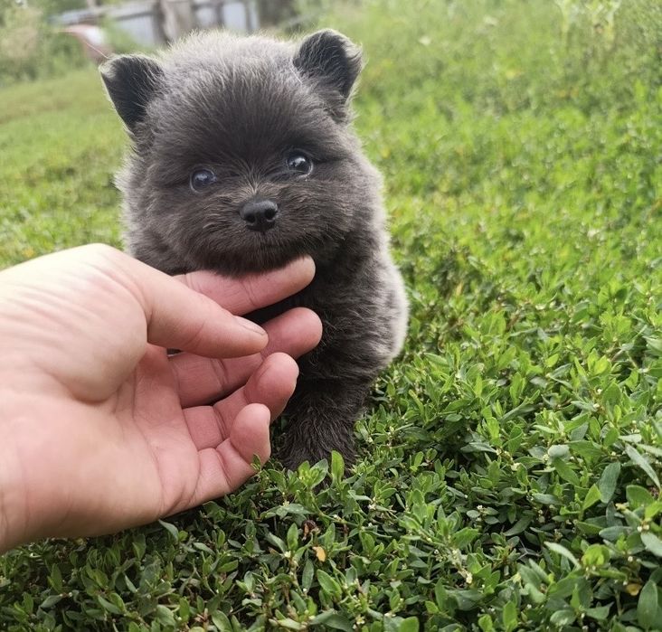 Щенки Немецский шпиц