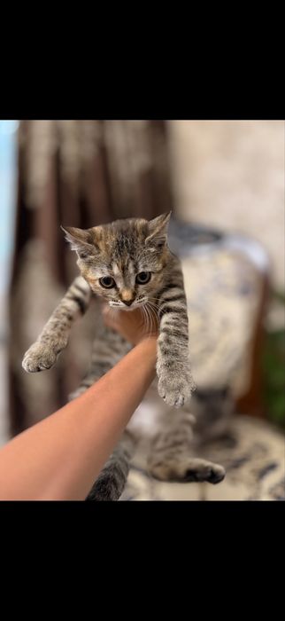 Кошка шотландская