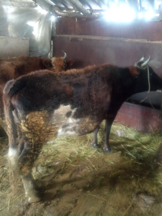 Ассалаумағалейкум 2 бас бұаз сиырлар сатылады