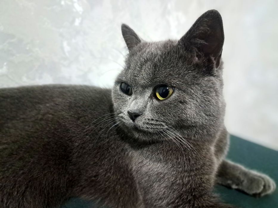 Mushuk zoti britan short hair