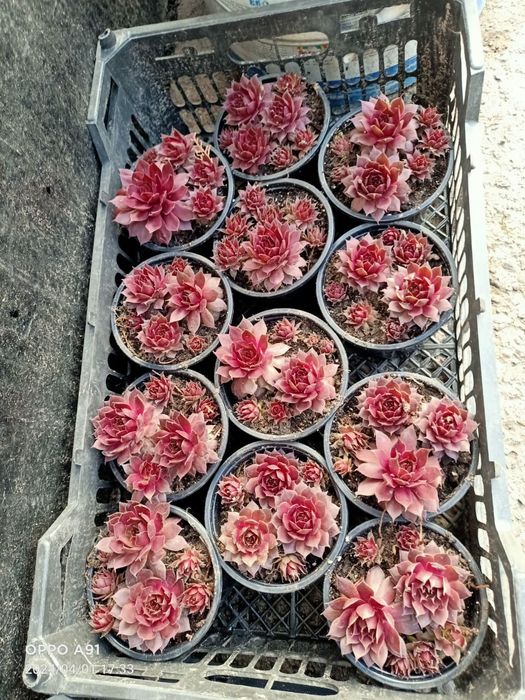 Цветы"каменная роза"