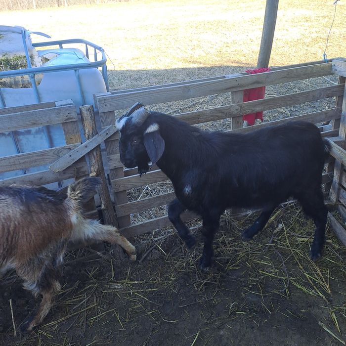 Vand 2 capre cu iezi