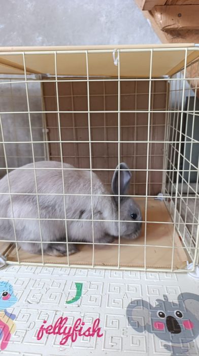 Продам крольчиху породы Минор