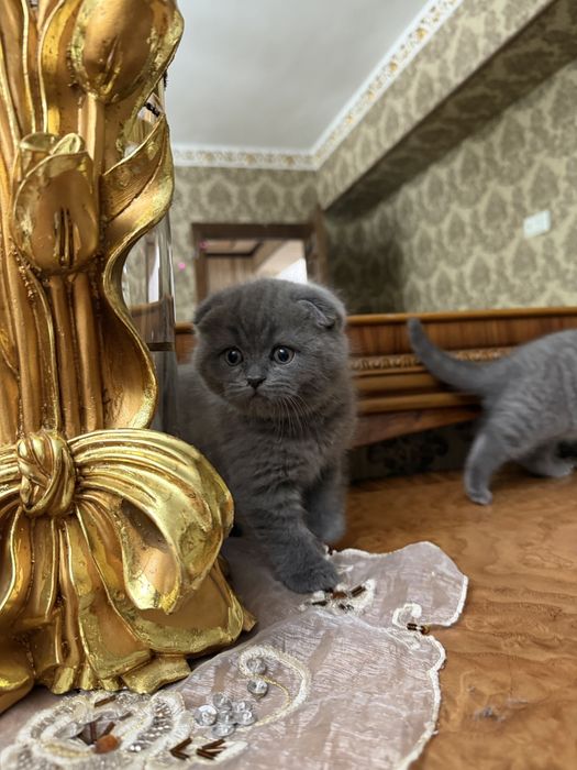 Mushuk Koshka Zottor