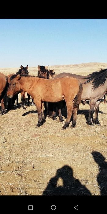 продаю жеребца, айғыр сатылады