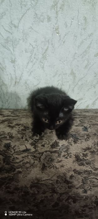 Отдам котика в хорошие руки