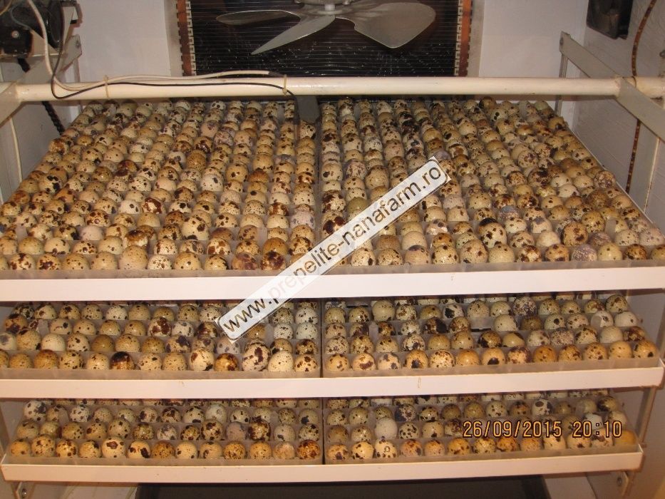 cusca 80 prepelite+adapatori automate