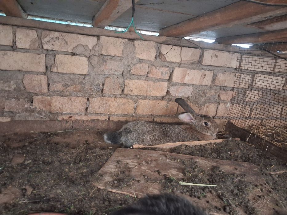 Куен болалари катта буладиган