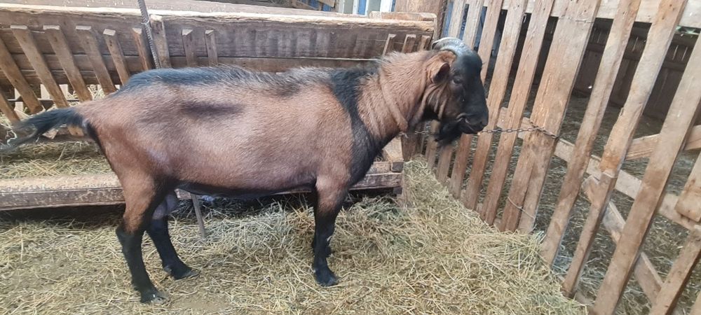 Țap alpin de un an jumatate