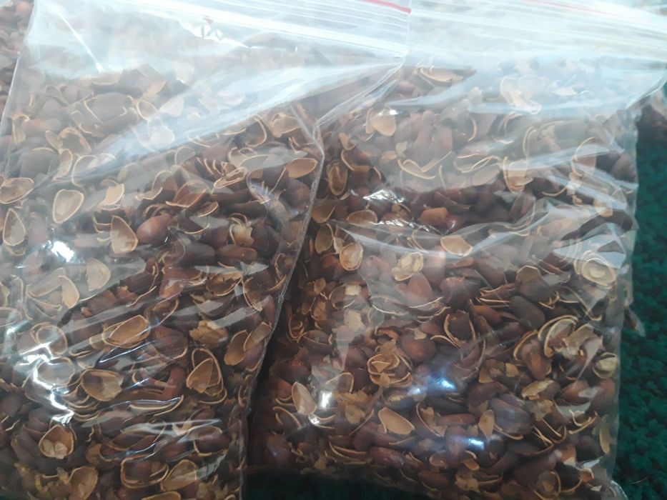 Скорлупа кедрового ореха