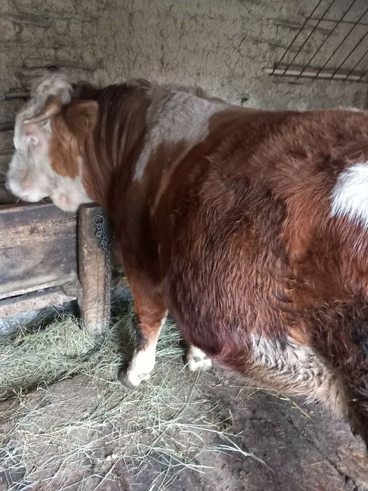 Vând viței buni de sacrificat