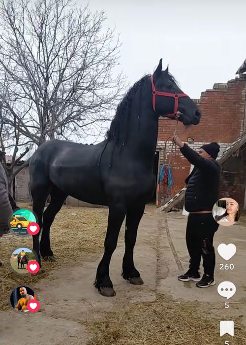 Armăsar frisian de montă