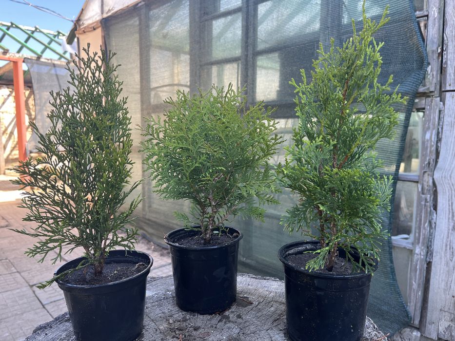 Смарагд, западна и кълбовидна туя