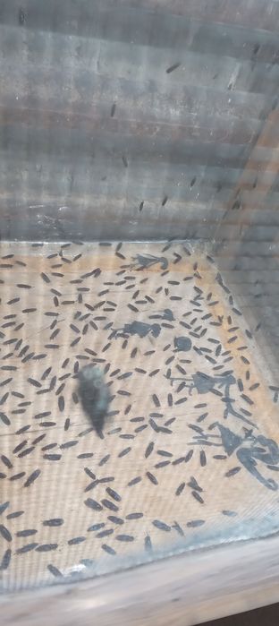 Яйца и жир  черной львинки