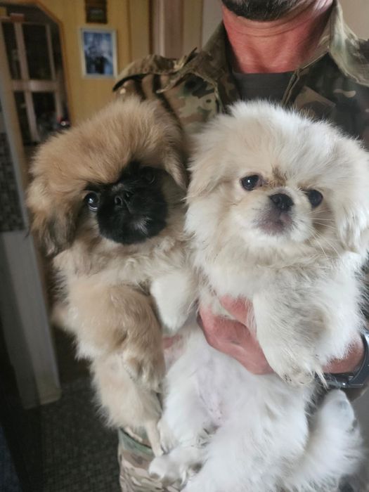 Продам щенков Пекинеса