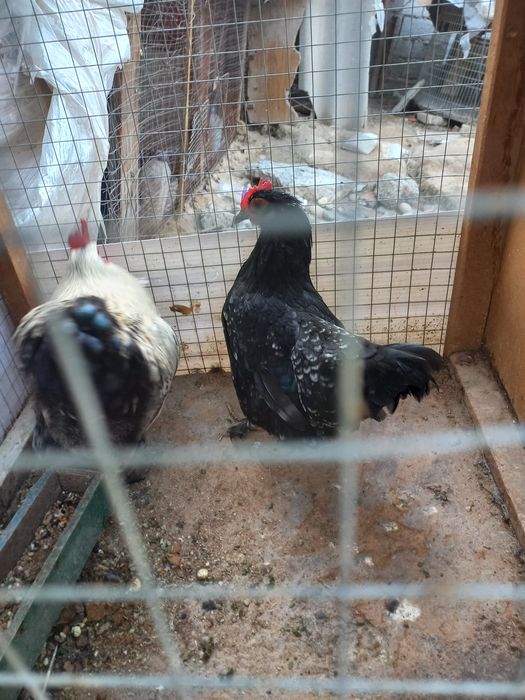 Хуроз ва товук сотилади.