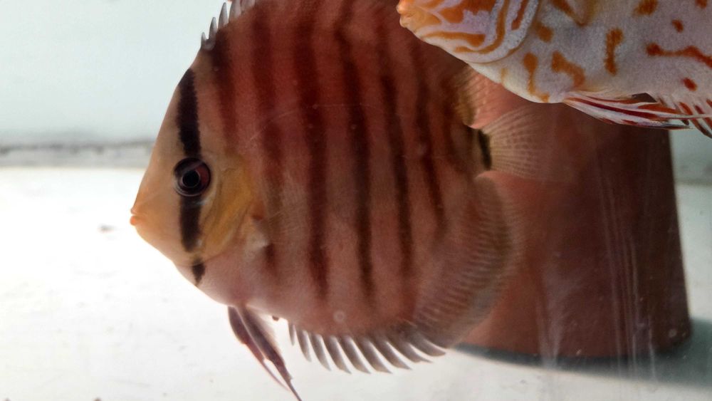 Pesti Acvariu Discus