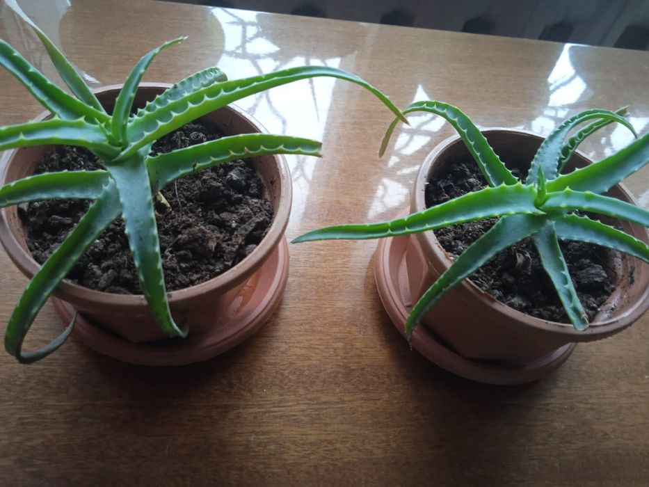 Продам молодой алоэ 2х-летка