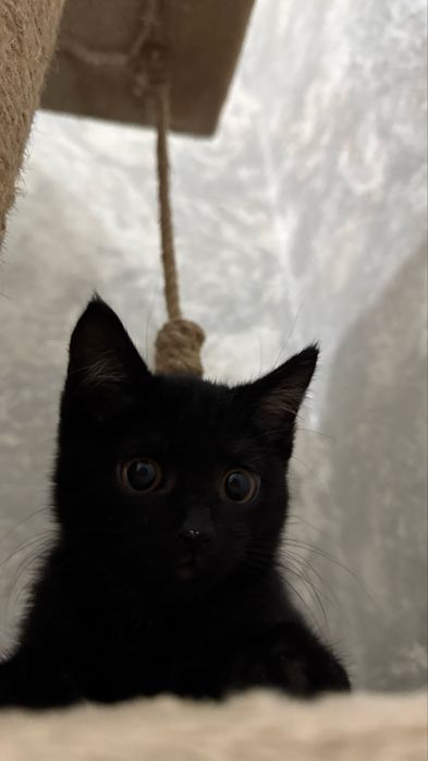 Котенок в хорошие руки