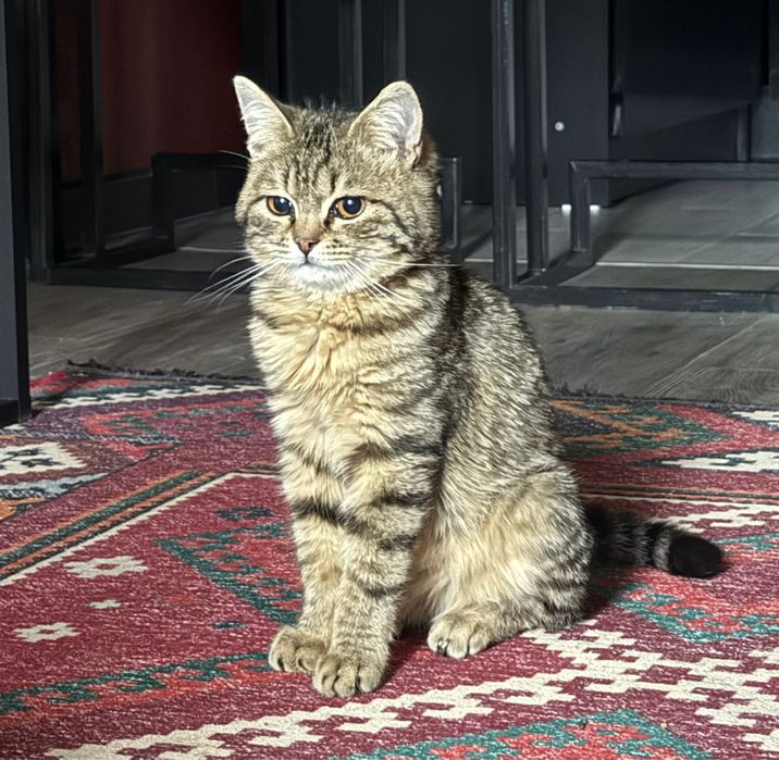 Котенок мальчик отдам в добрые руки