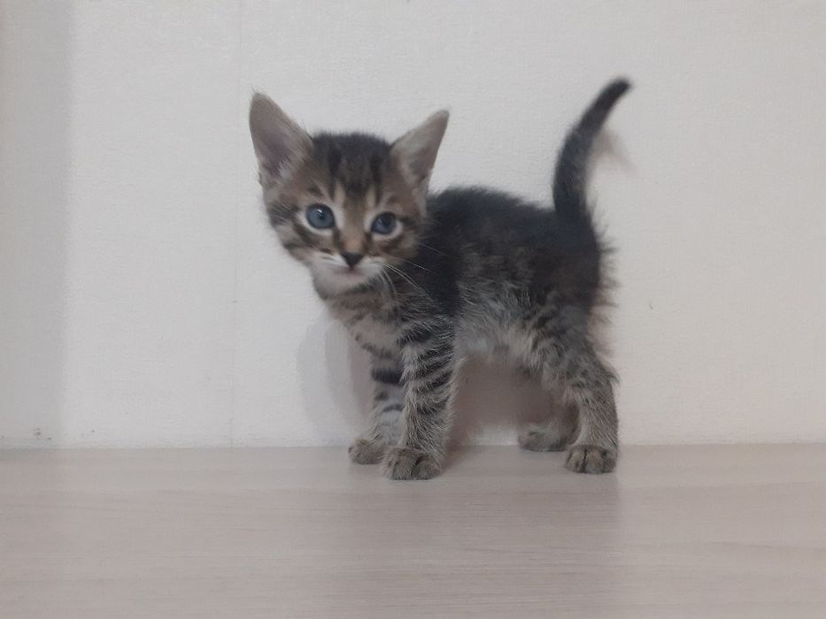 Котёнок-девочка 1.5 месяца