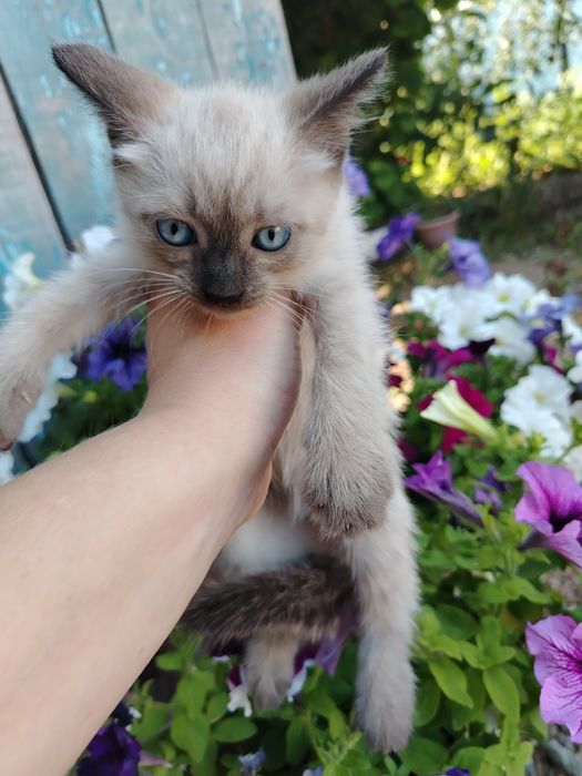 Котята мальчик и девочка в добрые руки, бесплатно