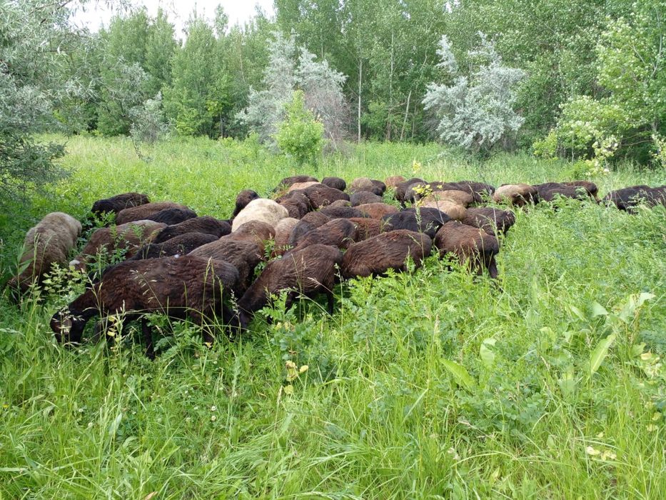 Токты, Кой, Исек, Баран