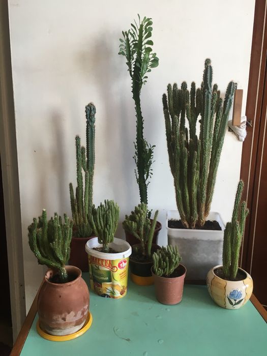 Семейство кактусовых-скала