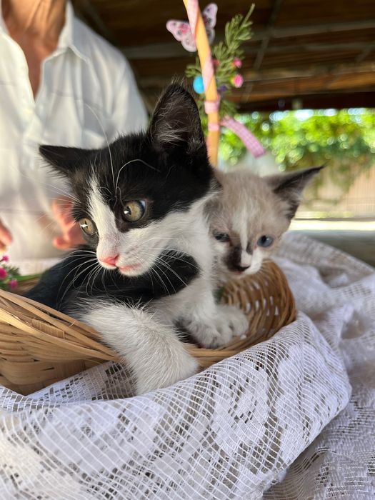 Котята в добрые руки!