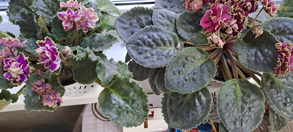 Продам фиалки/комнатные цветы