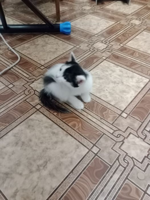 Милые котята мать крыселовка