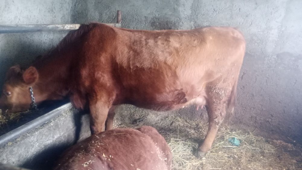 Juncă angus la a doua fătare, gestantă în 7 luni