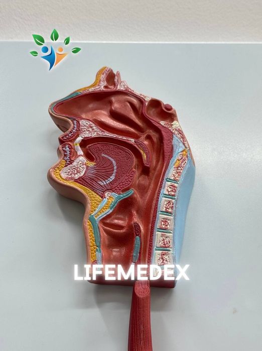 Муляж, Mulyaj, Анотамичискиe Муляжи