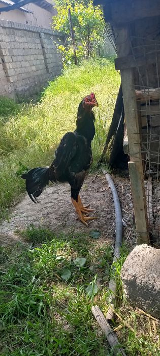 Dakan xoroz. Zotli narsa