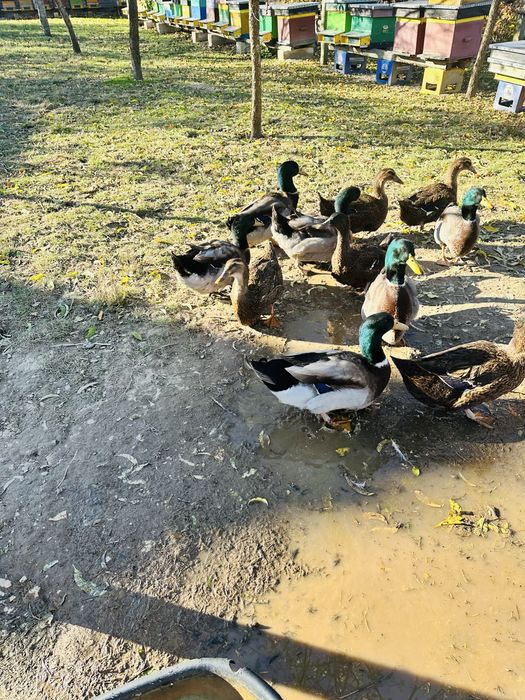 rățoi rasa rouen 2025