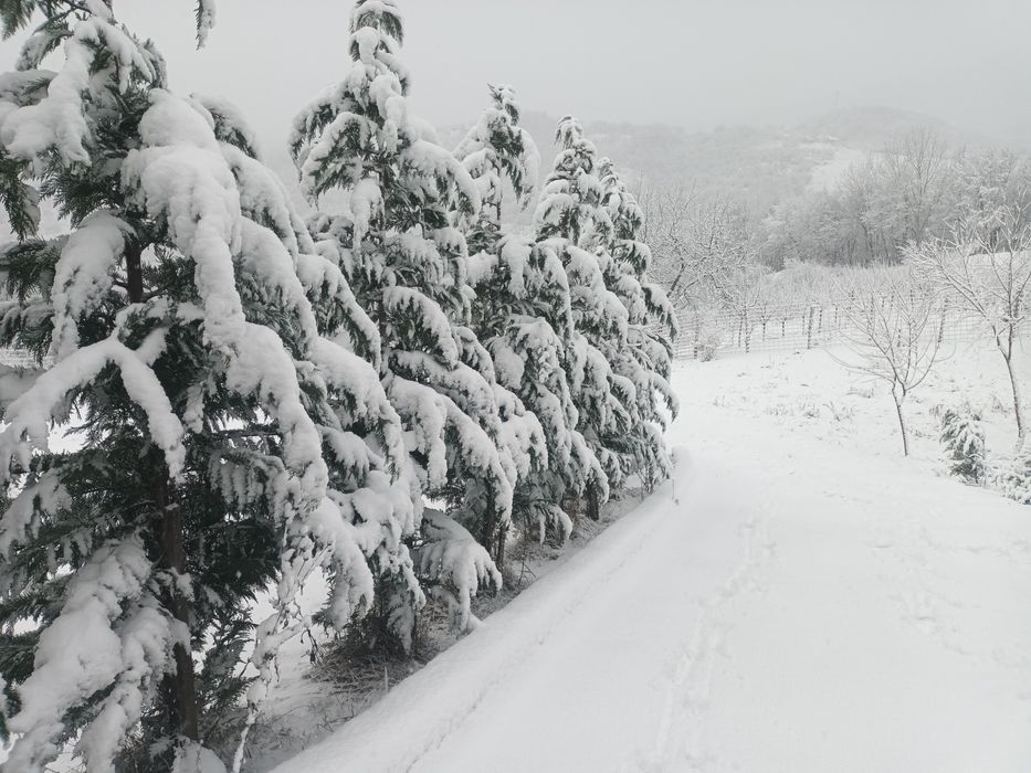 Tuia/ Chiparos leylandii 60-80cm/ Cupressocyparis/ Gard viu vesnic ver