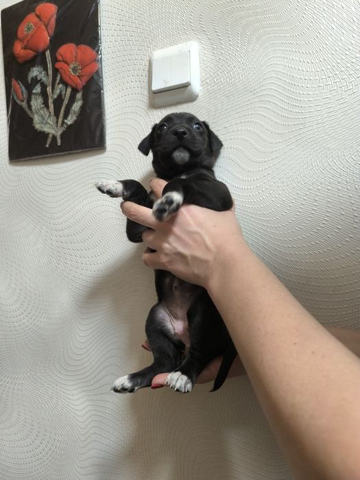 Две радостных пиратки!