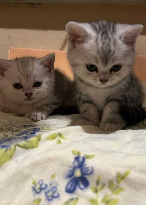 Котята Шотландские  !