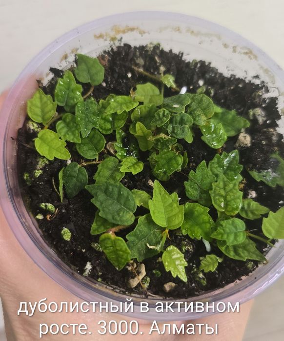 Фикусы разные, прекрасные