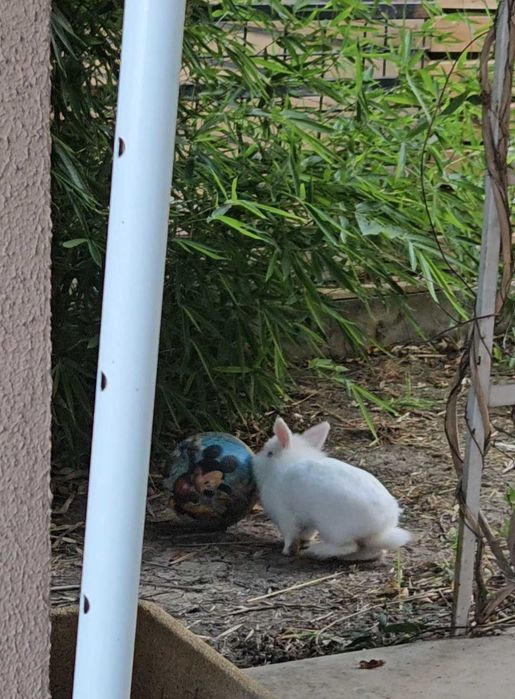Pet Sitter București. Extra cuddles included