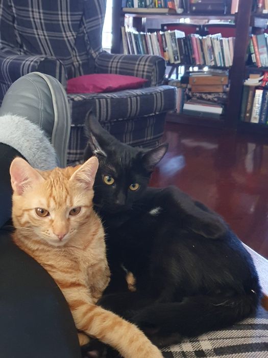 Căutăm o casă pentru doi frați de nedespărțiti Sofia si Jinxi
O fetiț