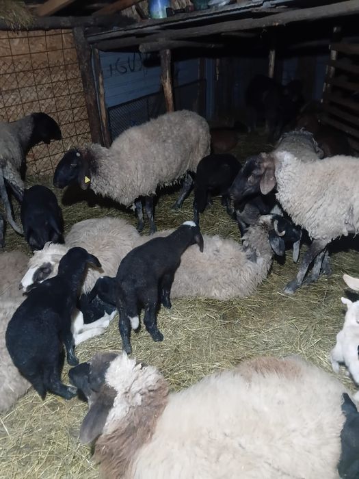 Vand oi impreuna cu capre