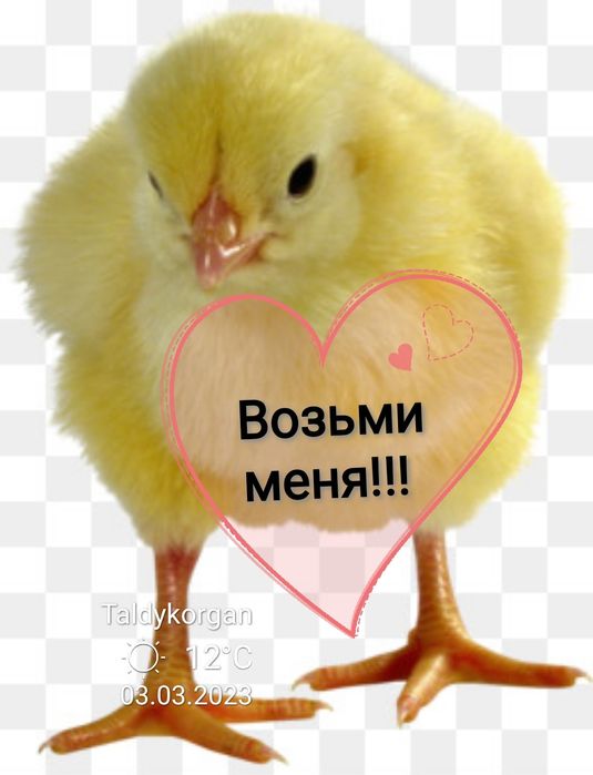 Цыплята бройлер суточные фабричные