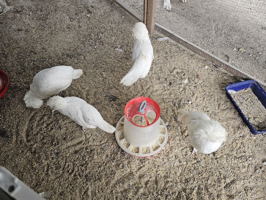 Familie Moțate Olandeze  Albe