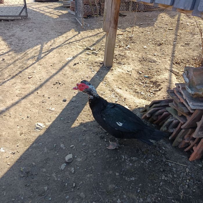 Vând gâște și ouă pentru incubat