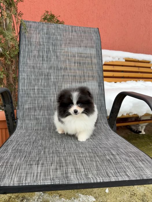 Померан мини момче. Померанче