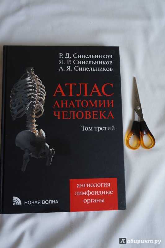 Атлас анатомии 3 тома. Синельников атлас анатомии человека 3 том. Атлас анатомии человека Синельников 1 том. Атлас анатомии человека Синельников 2019. Синельников анатомия 2 том.