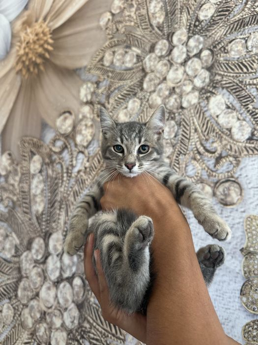 Отдаем котят в добрые руки