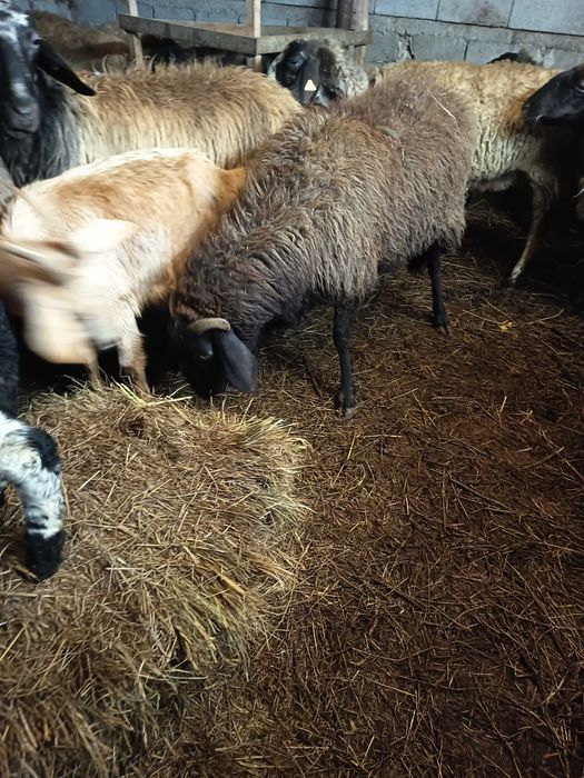 Vând oi fătate cu miei