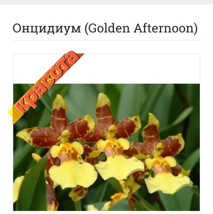 Орхидеи онцидиум..не цветущая